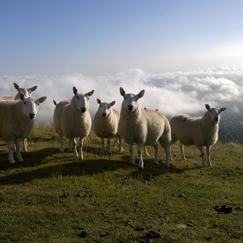 Herd of sheep on Malvern Hills