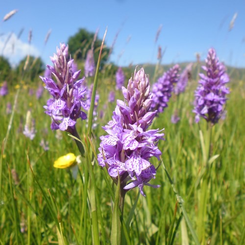 Southern Marsh Orchid Malvern Common low res.jpg