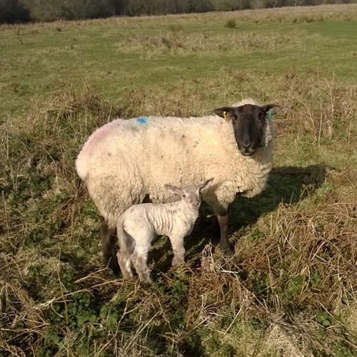 Sheep and lambs grazing Castlemorton Common cropped.jpg