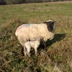 Sheep and lambs grazing Castlemorton Common cropped.jpg