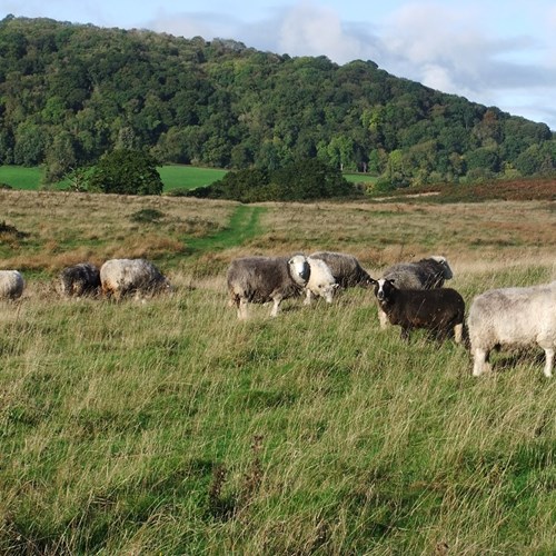 2013.10.23 Herwick sheep grazing Hollybed Common low res.jpg