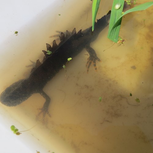 Great crested newt low res.jpg
