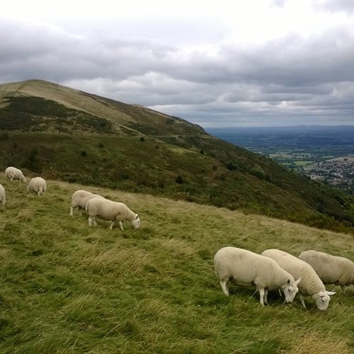 2013.10.09 Sheep grazing east Worcestershire Beacon (4) low res.jpg