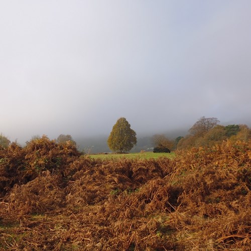Autumn Malvern Common Mist (2) low res.jpg
