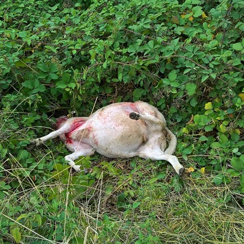 Sheep killed by dog 2018 low res.jpg