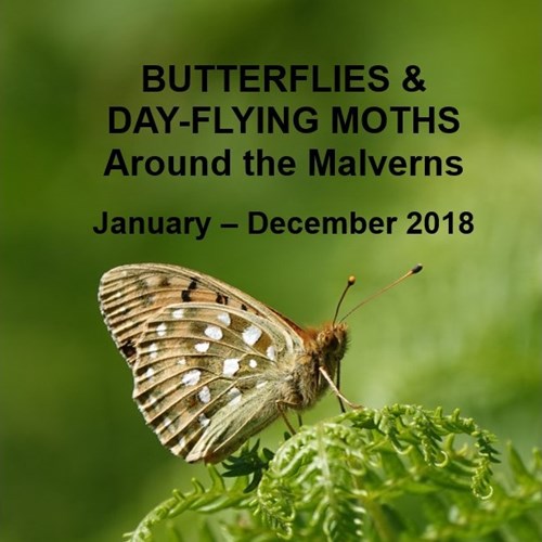 2019.02.21 Butterflies and moths.jpg
