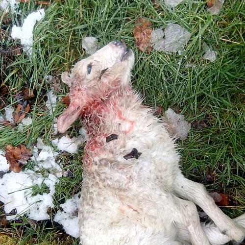 Dead lamb joyners meadow dog attack (2) low res.jpg