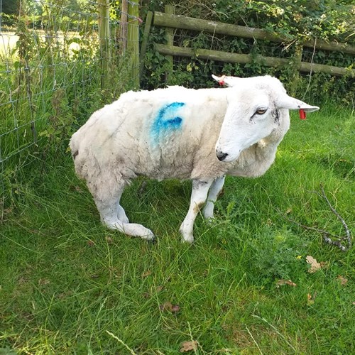 Injured sheep 2019.07.20 low res.jpg