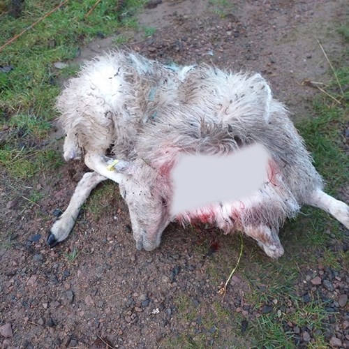 Dead sheep Dog 20191111 Table Hill low res.jpg