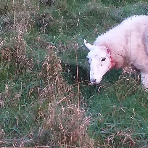 Injured Sheep dog 20191107 North Hill.jpg