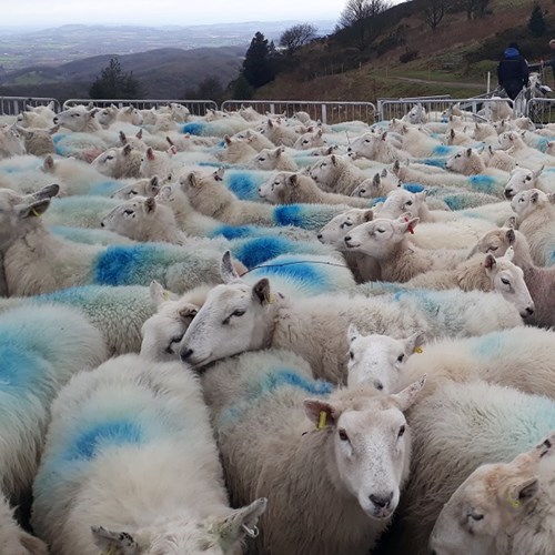Sheep scanning 2020 (1) low res.jpg