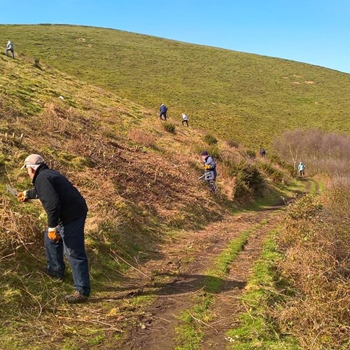 Volunteers clearing scrub and trees Pinnacle Hill low res.jpg