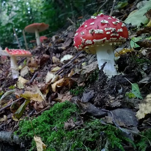 Fly agaric Holywell Coppice low res.jpg