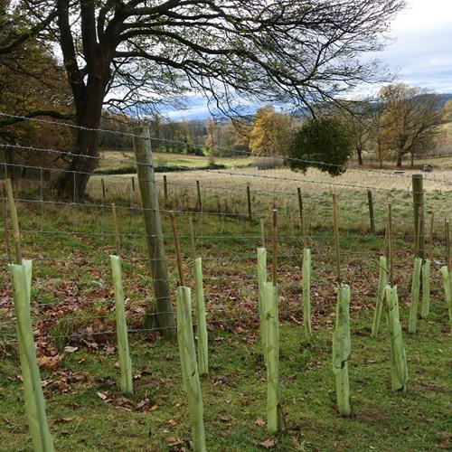Brockhill Road hedgeplanting (6) low res.jpg