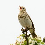Tree pipit 10 low res.jpg
