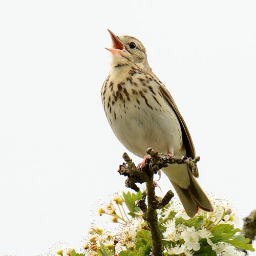 Tree pipit 10 low res.jpg