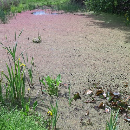 Azolla Hall Green pond low res.jpg