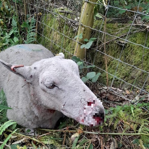 Sheep with dog bite injuries Earnslaw pixelated low res.jpg