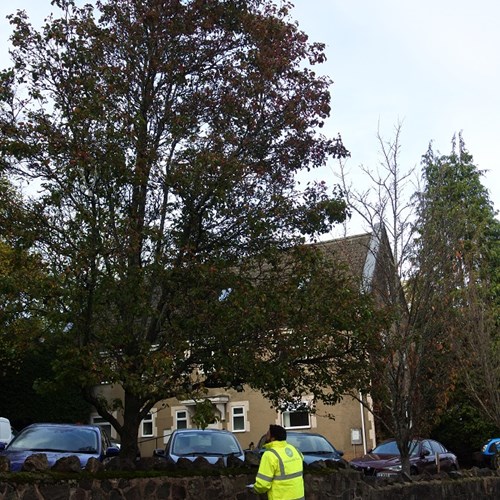 Tree inspection Nov 2022 low res.jpg