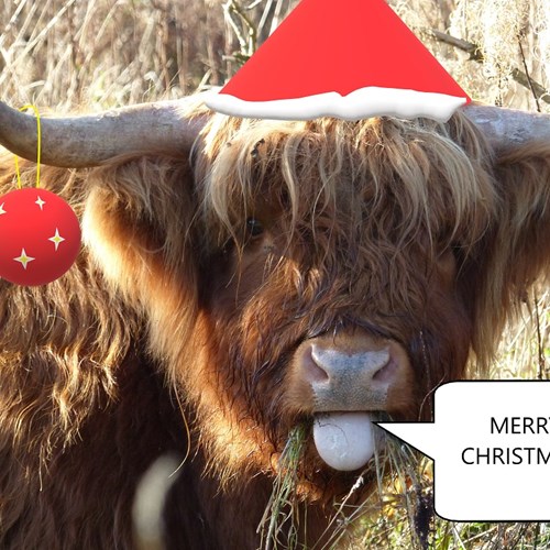 Cow christmas low res.jpg
