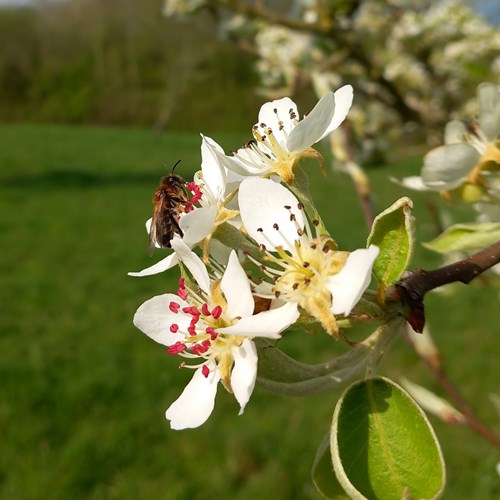 Orchard blossom with bee Community Woodland low res.jpg