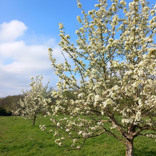 Orchard trees in blossom Community Woodland low res.jpg
