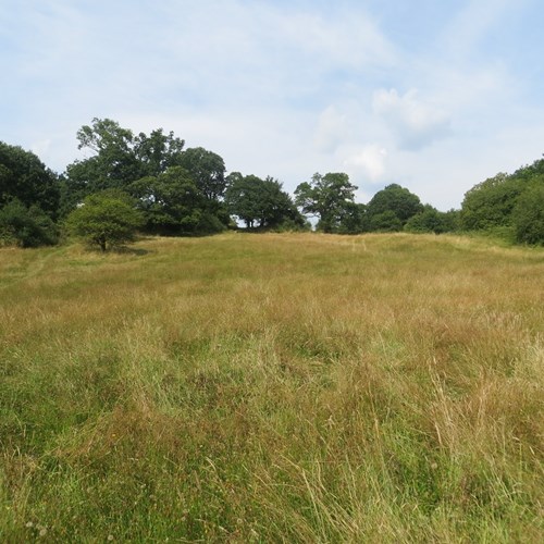 2014.07.25 Meadow Old Hills (1) low res.jpg