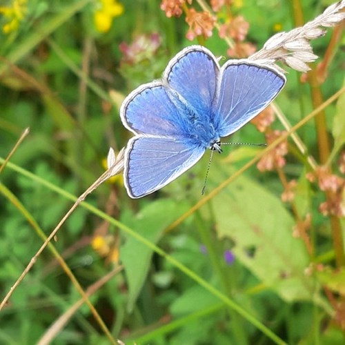 Male Common Blue (2) low res.jpg